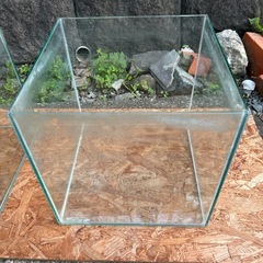 30cm キューブ水槽の画像