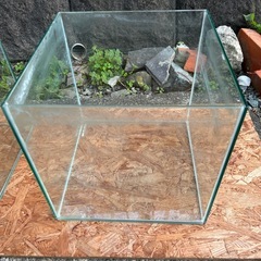 30cm キューブ水槽の画像