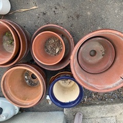 鉢植え11個全て引き取ってくれる方　の画像