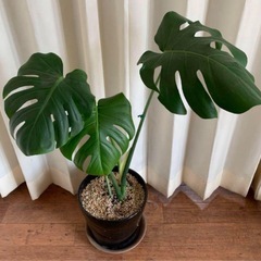 モンステラの画像