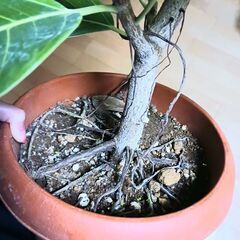 13000円 アルテシマ　7号　観葉植物　フィカスの画像