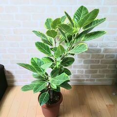 13000円 アルテシマ　7号　観葉植物　フィカスの画像