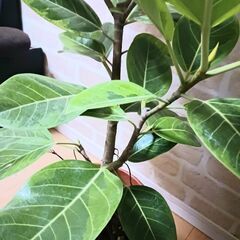 13000円 アルテシマ　7号　観葉植物　フィカスの画像