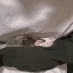 ファンシーラット