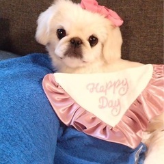 募集停止中　ペキニーズ　大福ちゃん