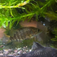 オヤニラミ🐟希少種の画像