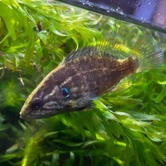 オヤニラミ🐟希少種の画像