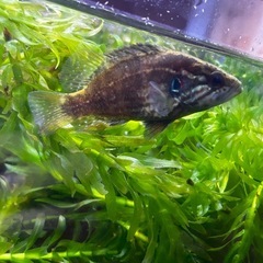 オヤニラミ🐟希少種の画像