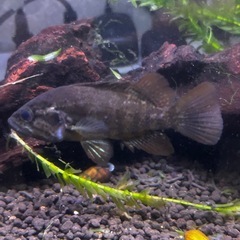 オヤニラミ🐟希少種の画像