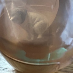 ガチャガチャ❗️ふんばり〜ぬ2✨🐶
✨の画像