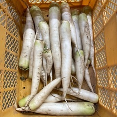 残りわずか、訳あり大根無料^o^の画像