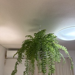 ネフロレピスビセラタ（フィッシュテールファーン）の画像