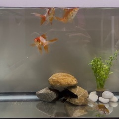 60センチ水槽•ヒーターの画像