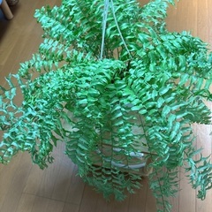 ネフロレピスビセラタ（フィッシュテールファーン）の画像