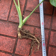 モンステラの画像