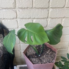 モンステラの画像