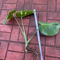 モンステラの画像