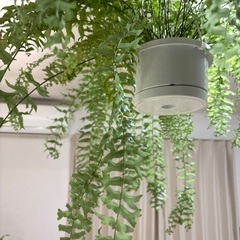 ネフロレピスビセラタ（フィッシュテールファーン）の画像