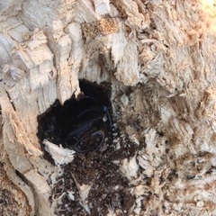 山梨県天然オオクワガタ♂♀ペアの画像