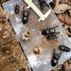 山梨県天然オオクワガタ♂♀ペアの画像