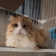 可愛いもふもふ💕じゃみちゃん