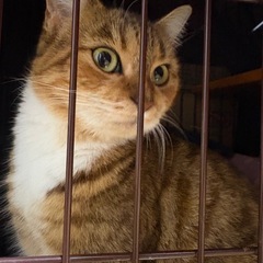 美しいローズちゃん♪🌹ベンガルミックス