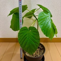②🪴観葉植物🪴  ウンベラータ🪴の画像