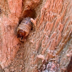 山梨県材割採集♂♀大型幼虫セットの画像