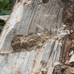 山梨県材割採集♂♀大型幼虫セットの画像