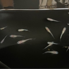 お取引中🔴紅白ラメ 稚魚～若魚～成魚18匹  紅白ラメから出た淡いピンク色🎀～淡いオレンジ色のラメの入った可愛いめだか 残り1セットの画像