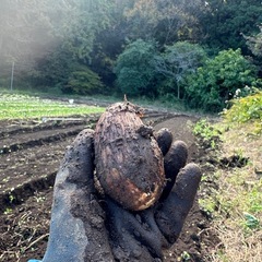里芋の画像
