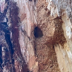 山梨県材割採集幼虫♂♀ペアの画像