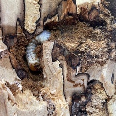 山梨県材割採集幼虫♂♀ペアの画像