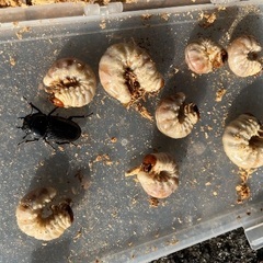 山梨県材割採集幼虫♂♀ペアの画像