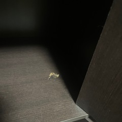 扉付きカラーボックス　3段　ブラウンの画像