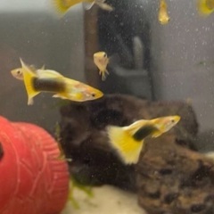 台湾イエロータキシード　Taxiの画像