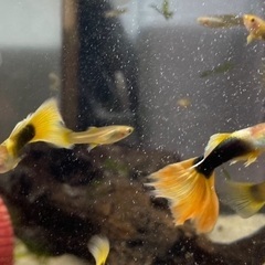 台湾イエロータキシード　Taxiの画像