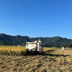 【数量限定】令和7年産　新米コシヒカリ　玄米30kgの画像