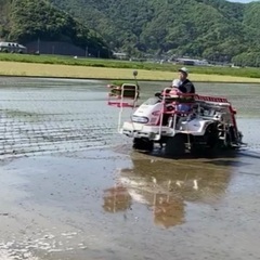 【数量限定】令和7年産　新米コシヒカリ　玄米30kgの画像