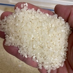 【数量限定】令和7年産　新米コシヒカリ　玄米30kgの画像