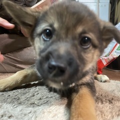 狩猟犬の子犬！女の子