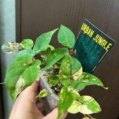 ファロピア マルチフローラ バリエガータの画像