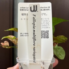 ファロピア マルチフローラ バリエガータの画像