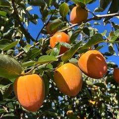 百目柿　10kgの画像