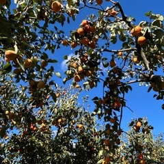 百目柿　10kgの画像