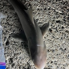 ロッド2.7m1本　右2本1セットの画像