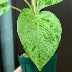 ポトスマーブルクイーンの画像