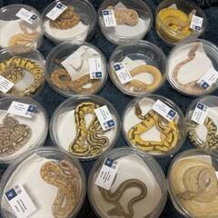 🦎爬虫類飼育をもっと楽しく🐍LINEオプチャ「レプリストハチュグル」新メンバー募集✨ - チャット