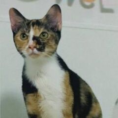 11月９日(日)三鷹で猫の譲渡会🐹❤️🐹ミケの女の子　生後6ヶ月...