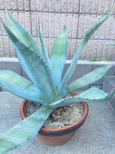 オアハカセンシス青 アメリカーナ 引取り限定 一枚目親株 オアハカ